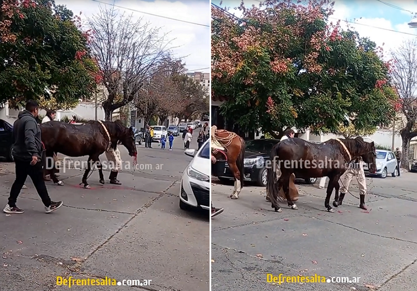 Caballo descompensado durante desfile en Salta en homenaje al general Güemes