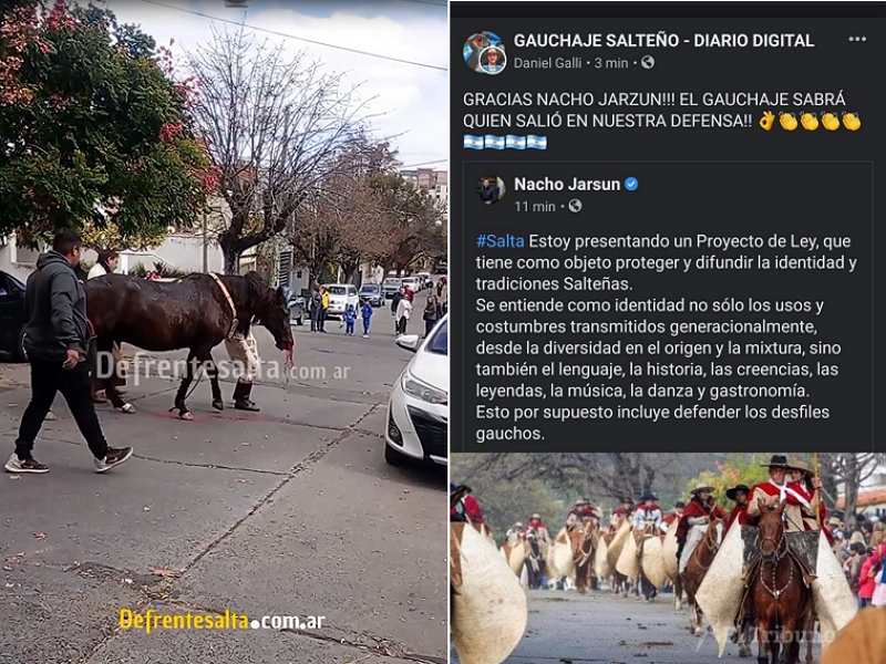 Caballo colapsa en desfile gaucho en Salta, reclamo por prohibición