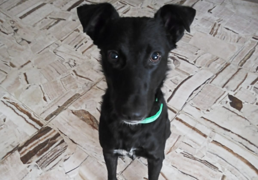 Renata, perrita callejera adoptada en Salta