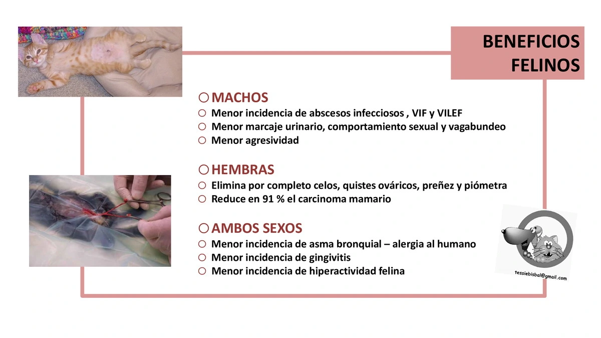 Castraciones tempranas 016