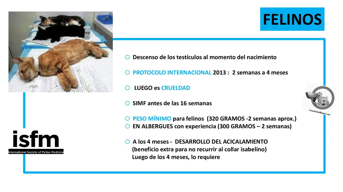 Castraciones tempranas 017
