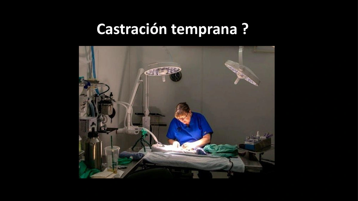 Castraciones tempranas 019