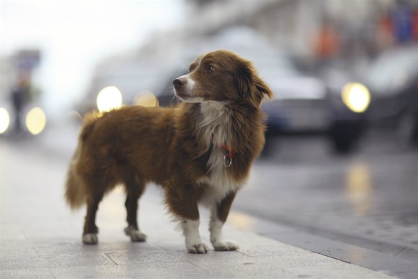 Perro