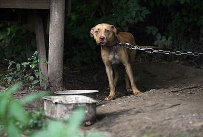 Maltrato animal