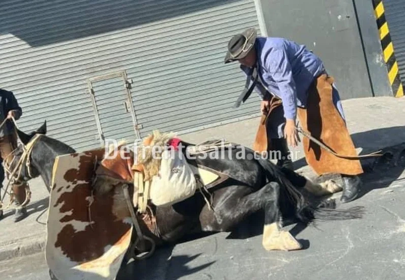 MANUAL DE DENUNCIA: Maltrato Animal en el Desfile del 20 de Febrero