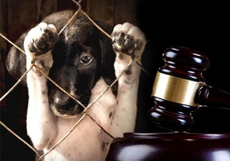 Ley Nacional 14.346: Protección de los Animales contra el Maltrato y la Crueldad
