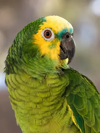 Loro Amazona aestiva
