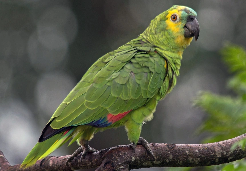 Loros, su captura está prohibida ¡No los compres!