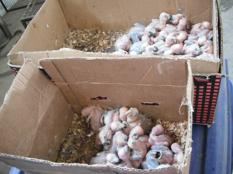 Loros bebés