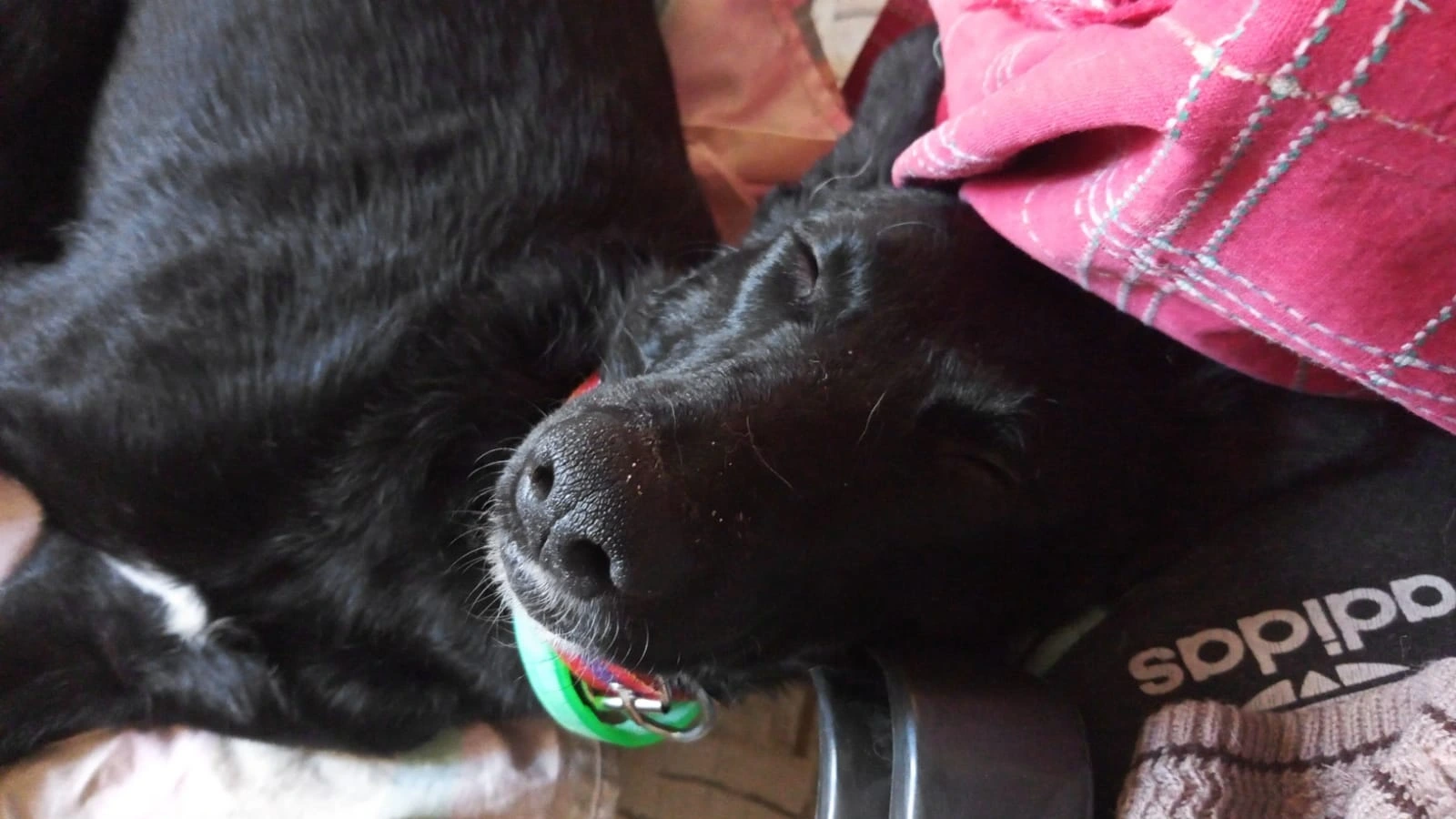 Renata durmiendo