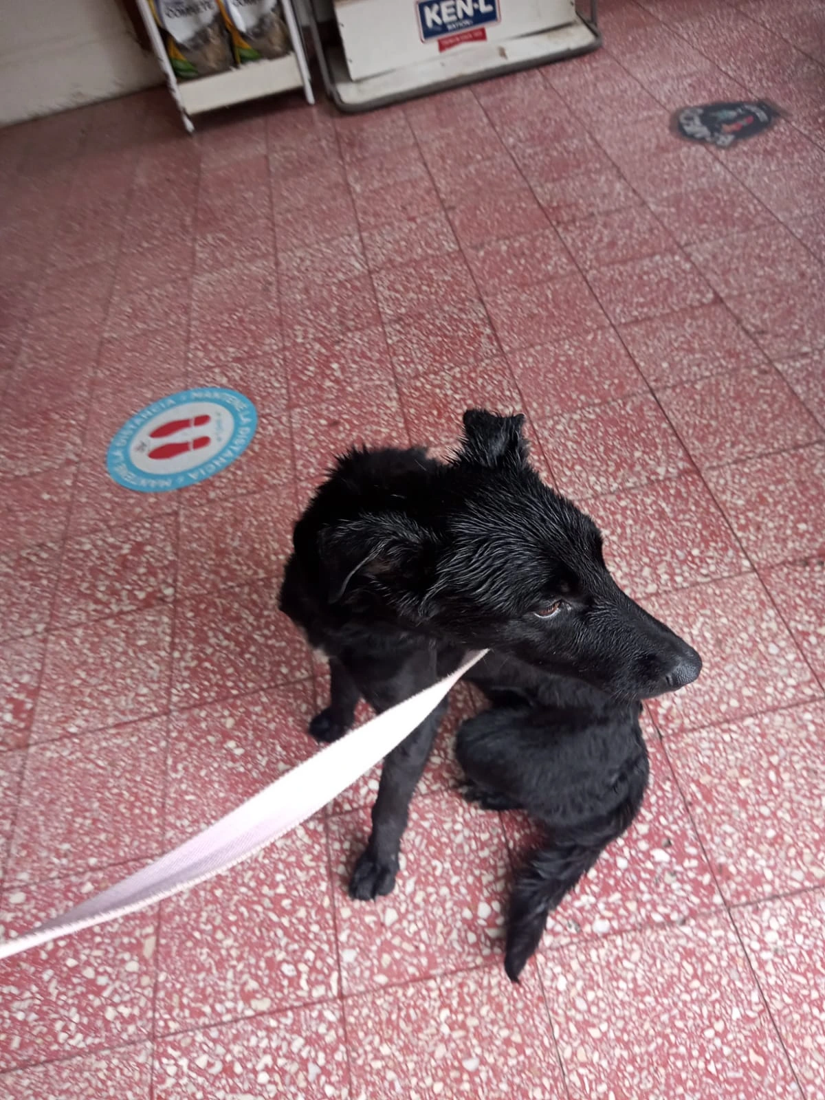 Renata en el veterinario