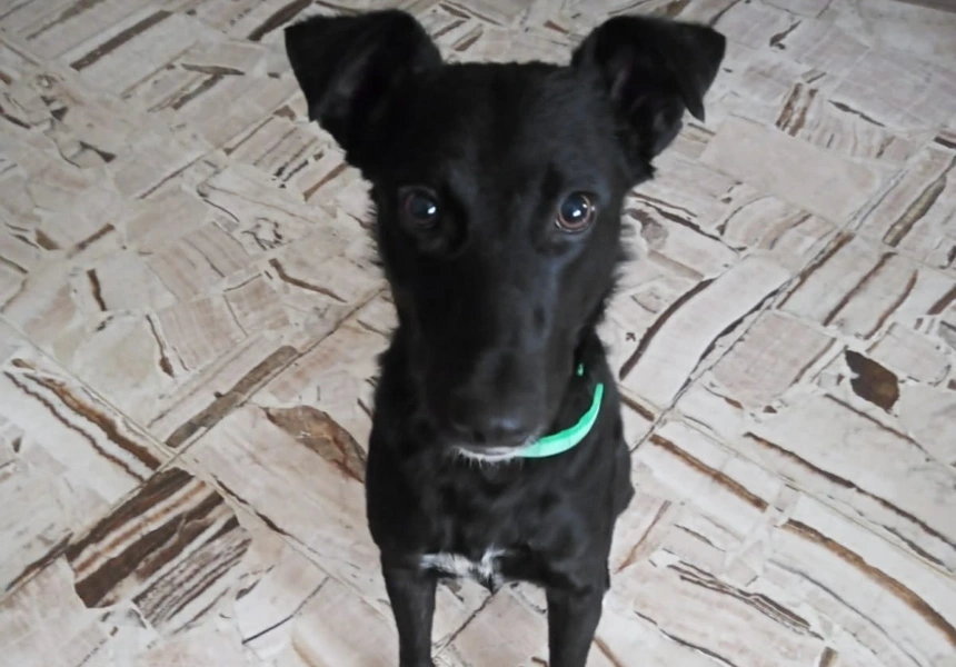 Renata, una perrita callejera, me abrazó… y ya no me soltó más