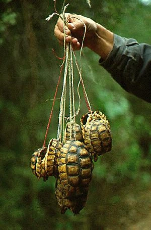 Tortugas terrestres
