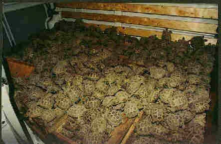 Tortugas en cautiverio