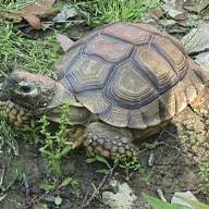 Tortugas terrestres, caminan despacio, desaparecen rápido