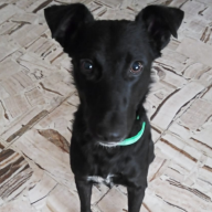 Renata, una perrita callejera, me abrazó... y ya no me soltó más