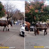 Tragedia en Salta: Colapsa caballo en desfile y APAN exige prohibición de desfiles con caballos