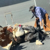 ¡Basta! Otro caballo colapsó en un desfile: exigimos prohibición YA